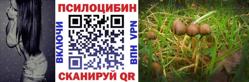 дарнет шоп  Плавск  Псилоцибиновые грибы GOLDEN TEACHER 